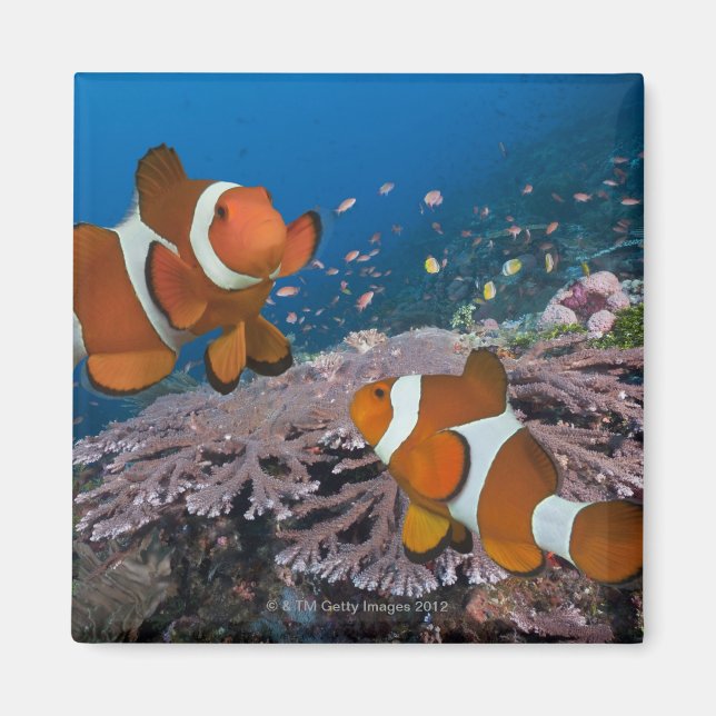 Two Clownfish Magnet (Front)