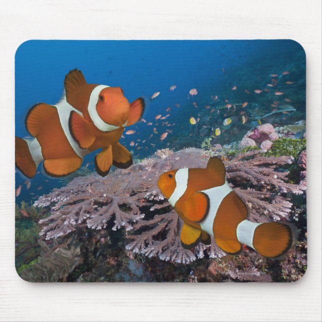 Two Clownfish Mouse Mat (Front)