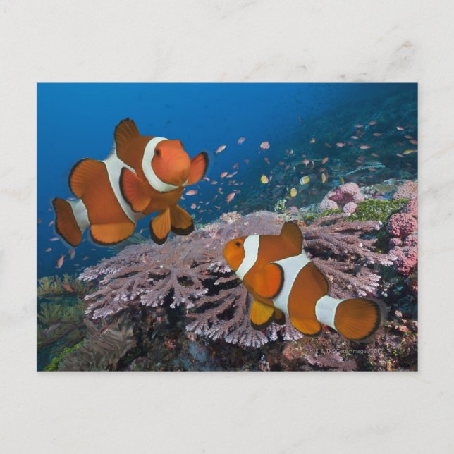 Two Clownfish Postcard (Front)