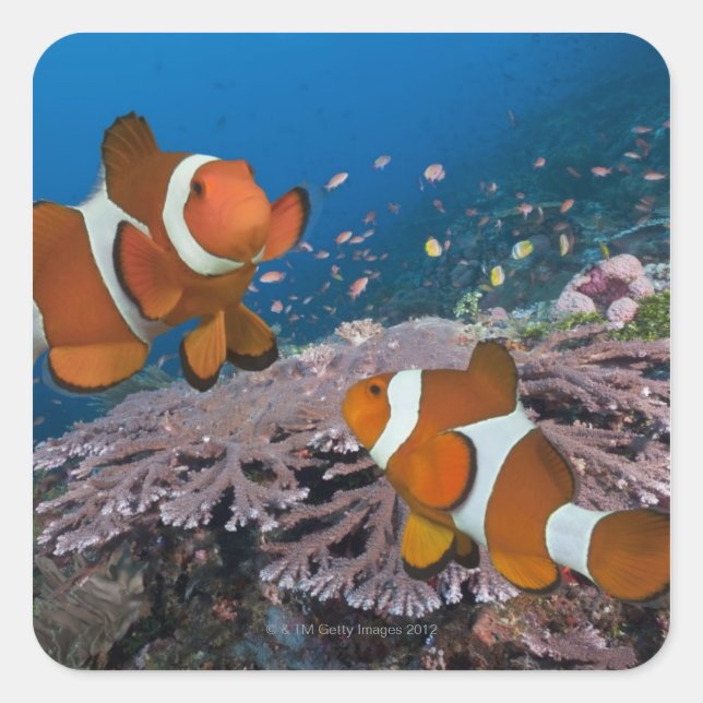 Two Clownfish Square Sticker (Front)