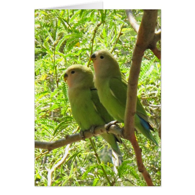 Two Cockatoos of Arizona (Front)