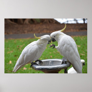 Two Cockatoos Sweet Moments Poster