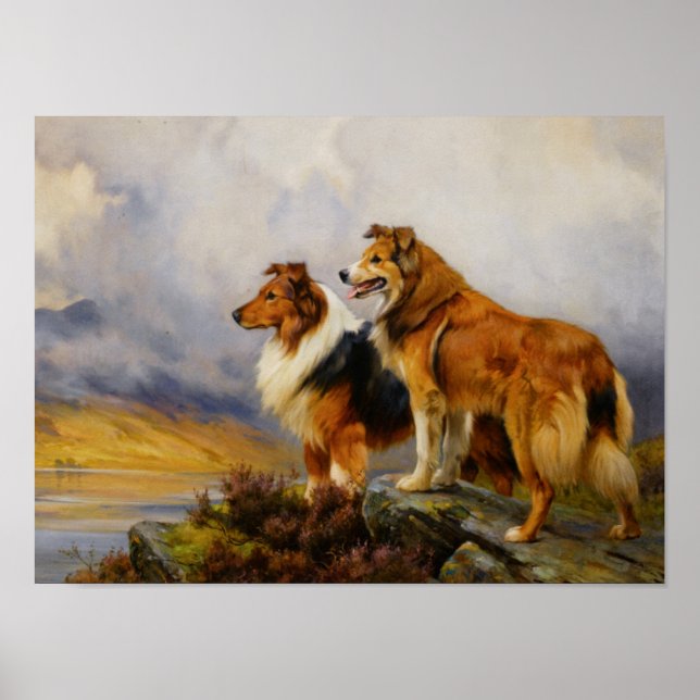 Two Collies Above A Lake Poster (Front)