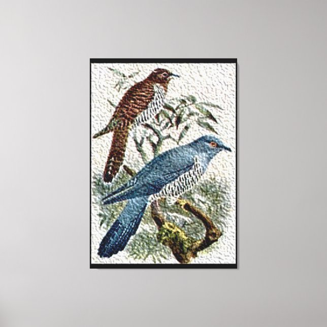 Two Coloured Cuckoo Birds in Textured Canvas Print (Front)