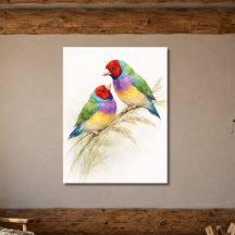 Two Colourful Gouldian Finch Birds