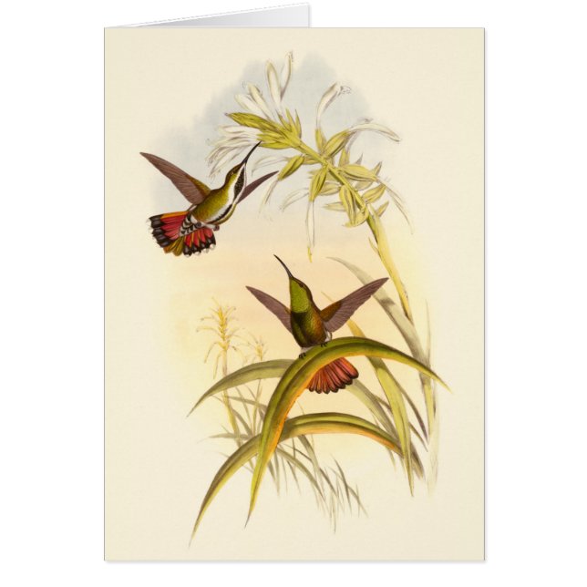 Two Colourful Hummingbirds Aiming for Same Flower (Front)