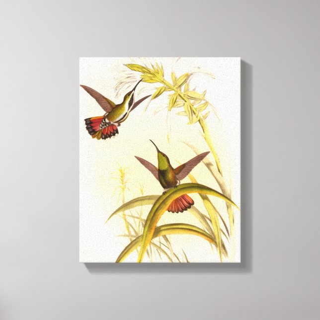 Two Colourful Hummingbirds Aiming for Same Flower Canvas Print (Front)