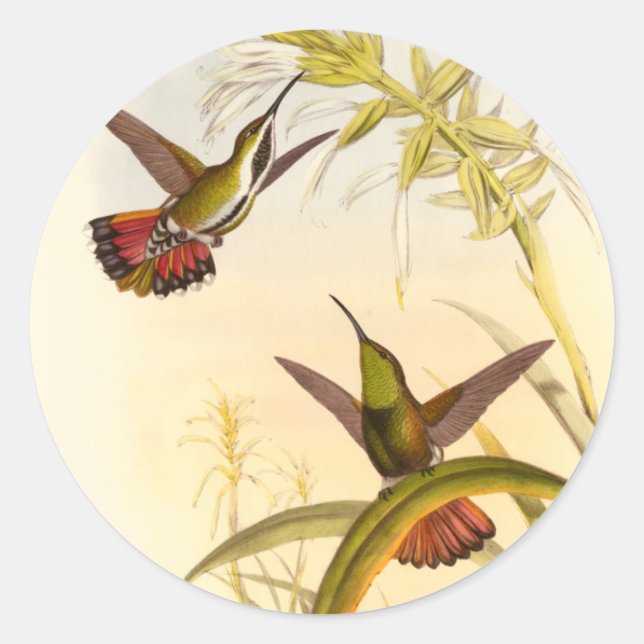 Two Colourful Hummingbirds Aiming for Same Flower Classic Round Sticker (Front)