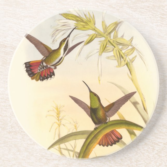 Two Colourful Hummingbirds Aiming for Same Flower Coaster (Front)