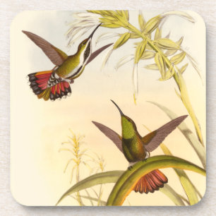Two Colourful Hummingbirds Aiming for Same Flower Coaster