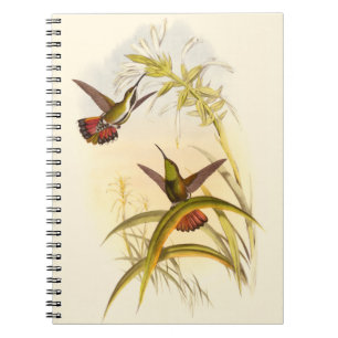 Two Colourful Hummingbirds Aiming for Same Flower Notebook