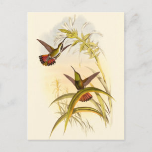 Two Colourful Hummingbirds Aiming for Same Flower Postcard