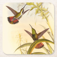 Two Colourful Hummingbirds Aiming for Same Flower
