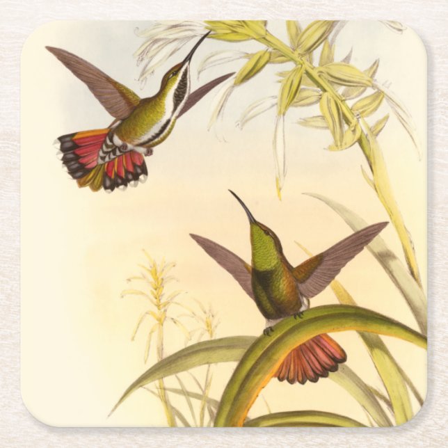 Two Colourful Hummingbirds Aiming for Same Flower Square Paper Coaster (Front)