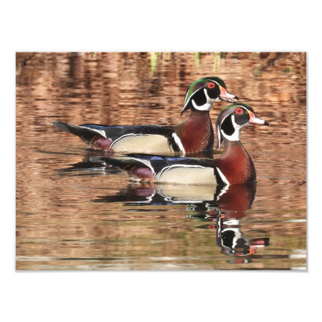 two Colourful Male Wood Ducks swimming on a pond Photo Print (Front)