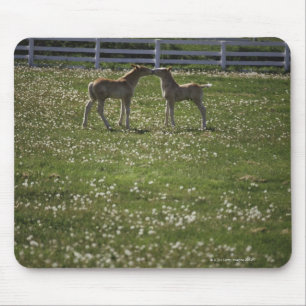 Two colts in field mouse mat