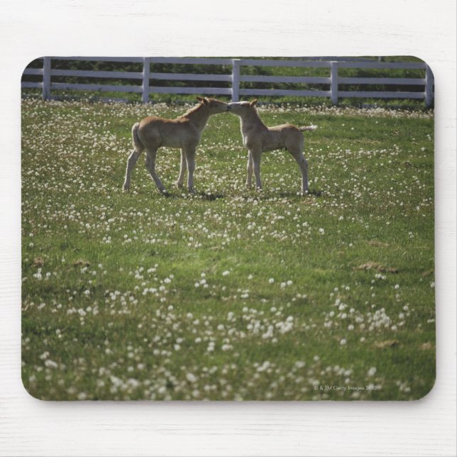 Two colts in field mouse mat (Front)