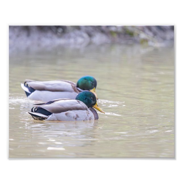 Two colvert ducks photo print (Front)