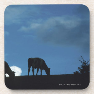 Two cows in silhouette grazing on hillside coaster