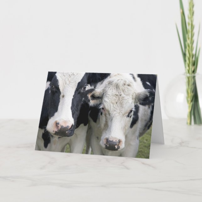 Two cows look up to say hello. card (Front)