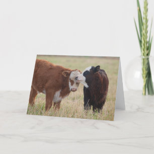Two Cows Nuzzling Card