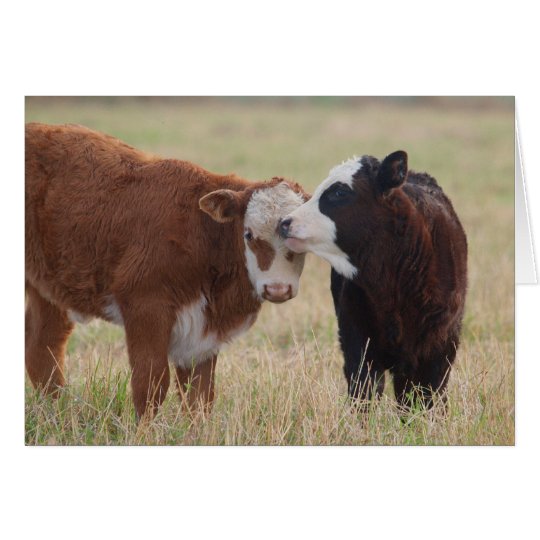 Two Cows Nuzzling Card