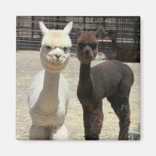 Two Cute Alpacas Magnet
