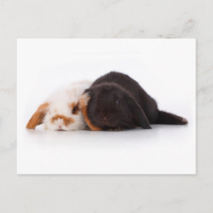 Two cute baby bunnies postcard