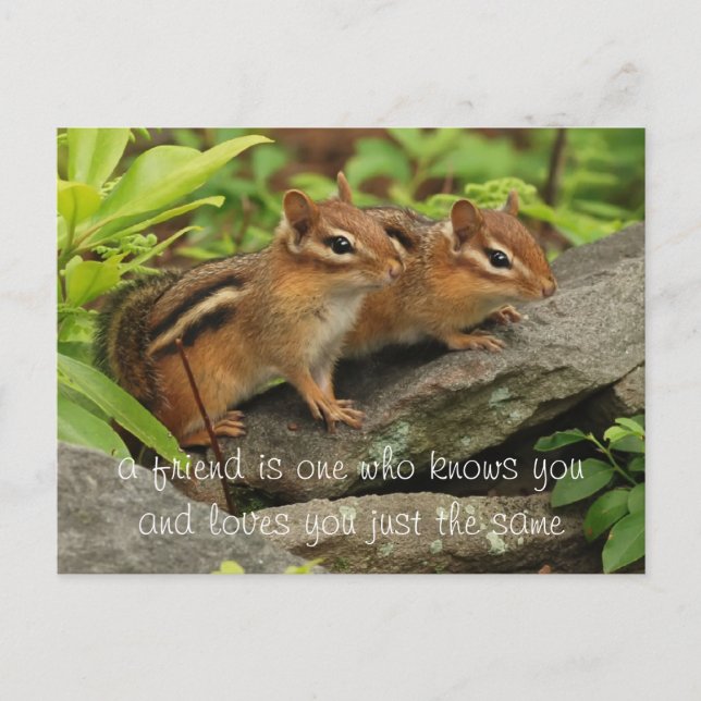 Two Cute Baby Chipmunks Friend Quote Postcard (Front)