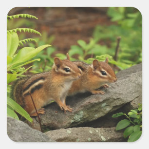 Two Cute Baby Chipmunks Square Sticker