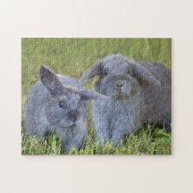 Two Cute Baby Grey Holland Lop Bunny Rabbits