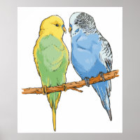 Two cute blue and green Budgies