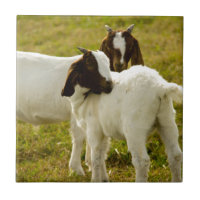 Two Cute Boer Goats Rustic