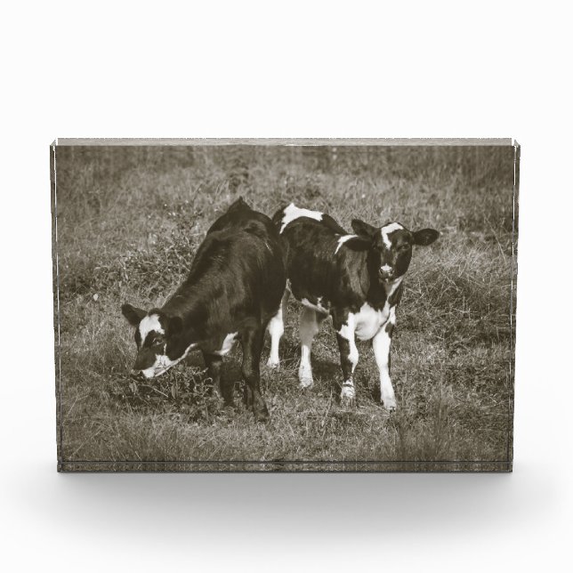 Two Cute Calves Black and White Cows 7 x 5 Photo Block (Front)