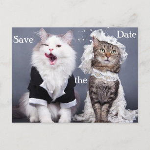 two cute cats announcement postcard