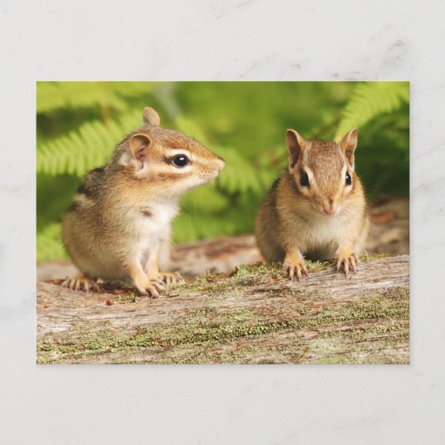 Two Cute Chipmunk Babies Postcard (Front)