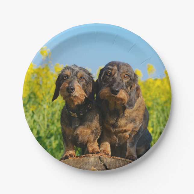 Two Cute Dachshund Dogs Dackel Photo Funny Party Paper Plate (Front)