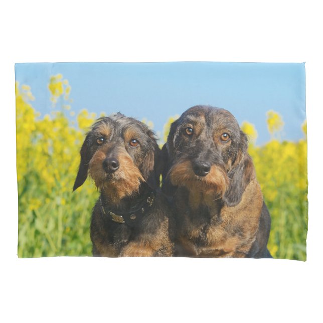Two Cute Dachshund Dogs Dackel Photo  Pillow-Cover Pillowcase (Front)