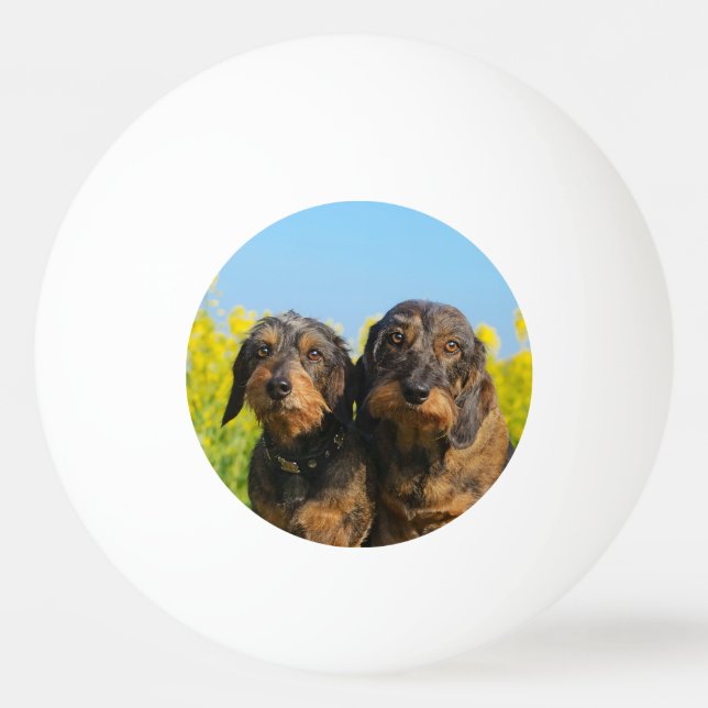 Two Cute Dachshund Dogs Dackel Portrait Photo Ping Pong Ball (Front)