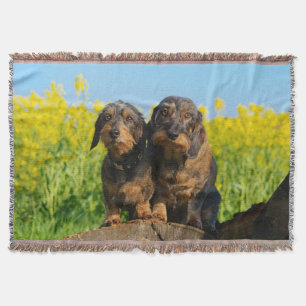 Two Cute Dachshund Dogs Dackel Portrait Photo - Throw Blanket