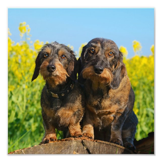 Two Cute Dachshunds Dogs Dackel Friends Pet Photo (Front)