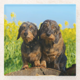 Two Cute Dachshunds Dogs Dackel Friends Pet Photo Glass Coaster