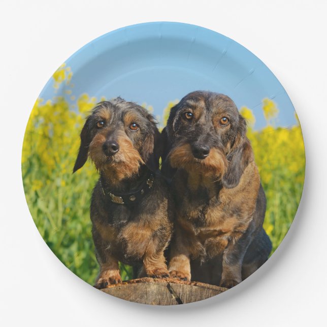 Two Cute Dachshunds Dogs Dackel Friends Pet Photo Paper Plate (Front)