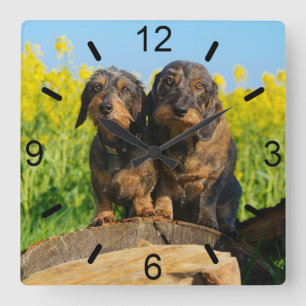 Two Cute Dachshunds Dogs Dackel Friends Pet Photo Square Wall Clock