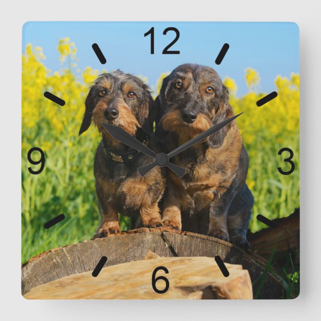 Two Cute Dachshunds Dogs Dackel Friends Pet Photo Square Wall Clock (Front)