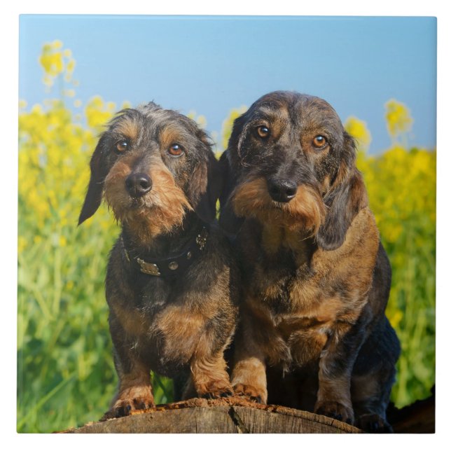 Two Cute Dachshunds Dogs Dackel Friends Pet Photo Tile (Front)
