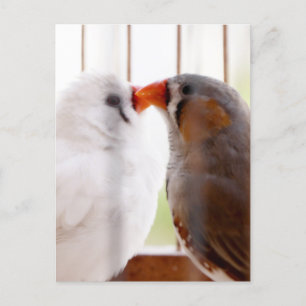 Two Cute Finch Birds in Cage Postcard