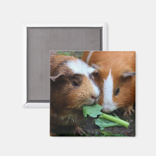 Two Cute Guinea Pigs Eating Greens Magnet