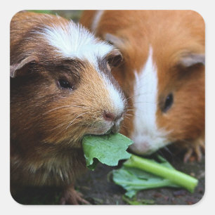 Two Cute Guinea Pigs Eating Greens Square Sticker