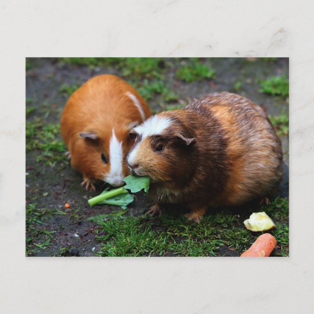 Two Cute Guinea Pigs Eating Veggies Postcard (Front)